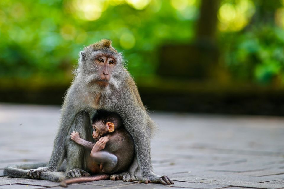 Un macaco adulto se sienta en un camino pavimentado, acunando a su cría contra su pecho, frente a un follaje verde difuminado.