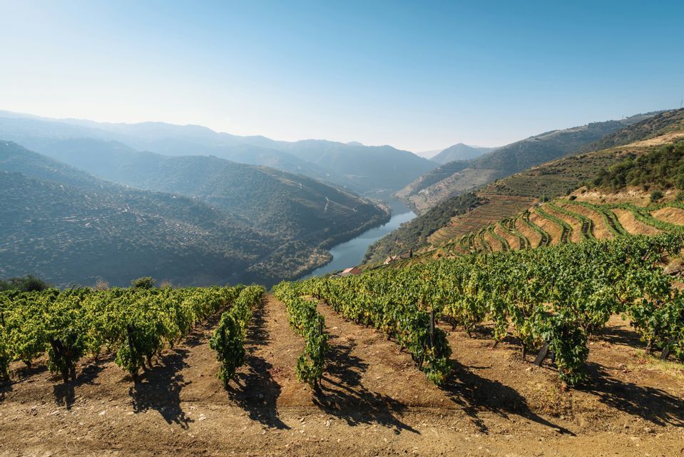 Vigneti a terrazze con filari di viti verdi si affacciano su un fiume che serpeggia in una valle collinare sotto un cielo sereno.