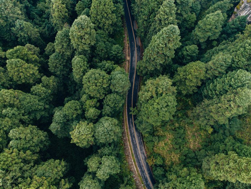 Una vista aérea cenital de una carretera oscura que serpentea a través de un denso bosque de árboles altos y verdes.