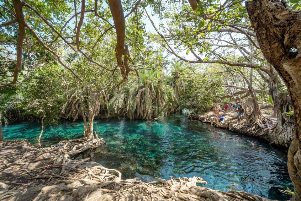 Un manantial natural con agua cristalina turquesa, rodeado de exuberantes árboles verdes con raíces expuestas en la orilla.