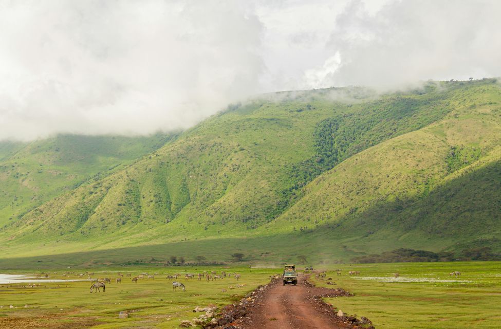 Un jeep de safari avanza por un camino de tierra en una llanura de hierba, donde pasta una manada de cebras, con grandes colinas verdes de fondo.