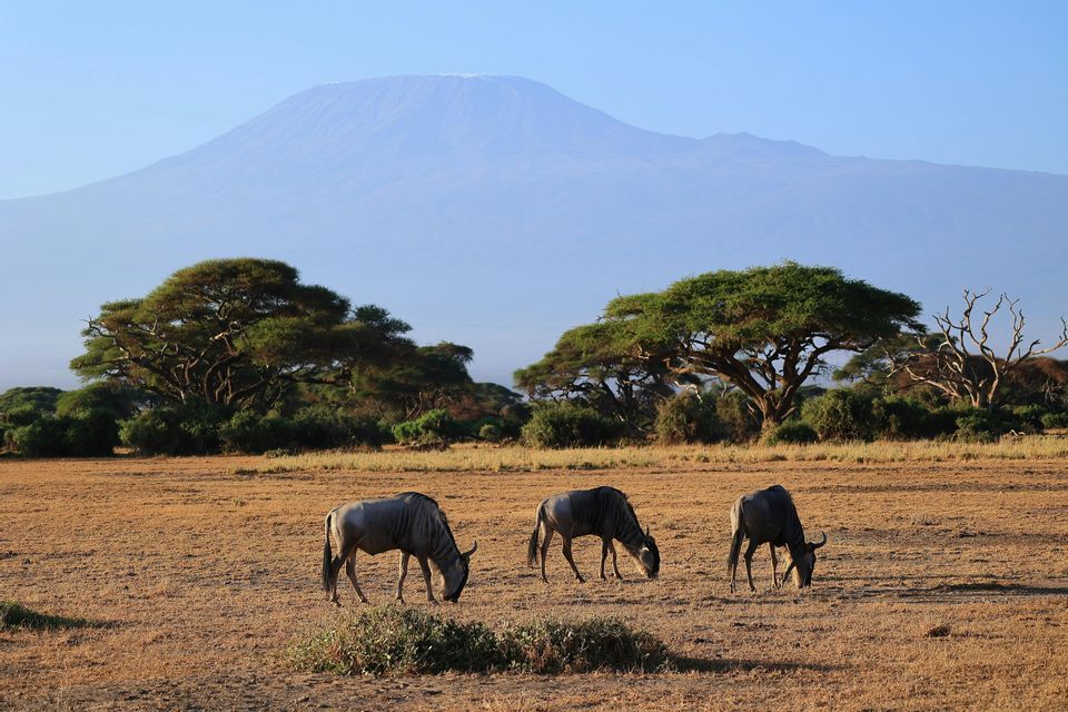 Tres ñus pastando en una sabana seca con árboles de acacia y una gran montaña al fondo bajo un cielo despejado.