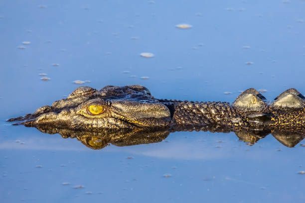 Primer plano de la cabeza de un cocodrilo parcialmente sumergida en agua azul tranquila, con su ojo amarillo visible sobre la superficie.