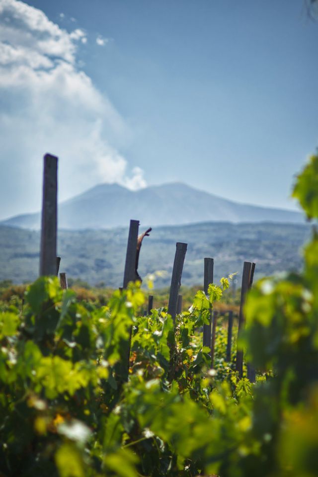 Filari di viti verdi che crescono in un vigneto, con un grande vulcano fumante sullo sfondo sotto un cielo azzurro.