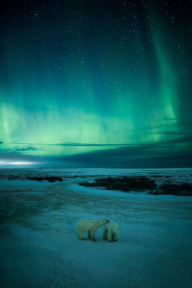 Due orsi polari si ergono su un paesaggio innevato di notte sotto un cielo stellato e l'aurora boreale verde.