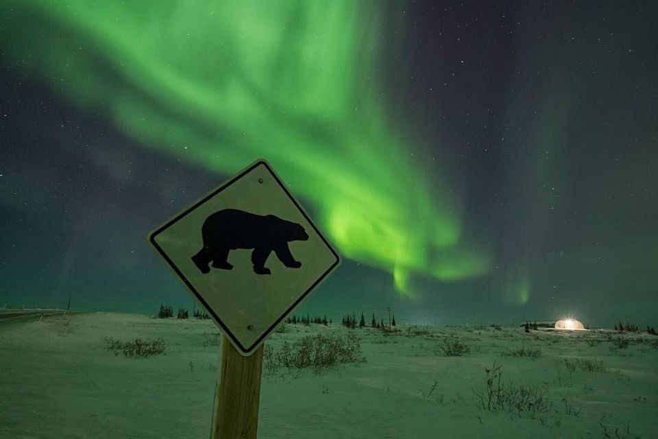 Un cartello stradale di attraversamento orsi si erge in un paesaggio innevato notturno, con l'aurora boreale verde che illumina il cielo stellato.