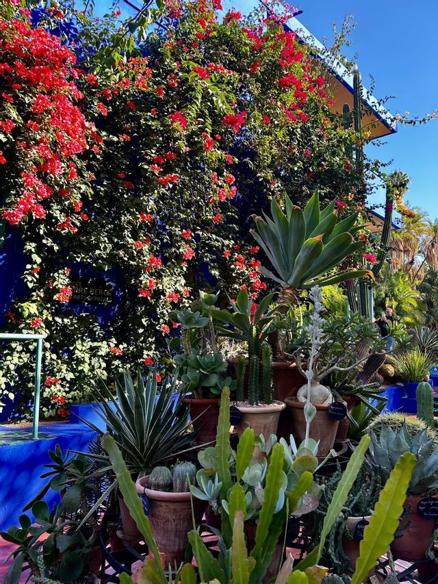 Una variedad de cactus y suculentas en macetas se encuentran frente a una vibrante pared azul cubierta de flores rojas de buganvilla.