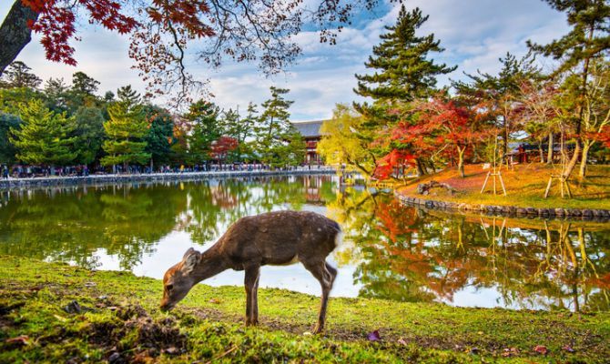 Un cervo pascola su una sponda erbosa accanto a un lago, con alberi autunnali colorati e un edificio tradizionale riflessi nell'acqua.