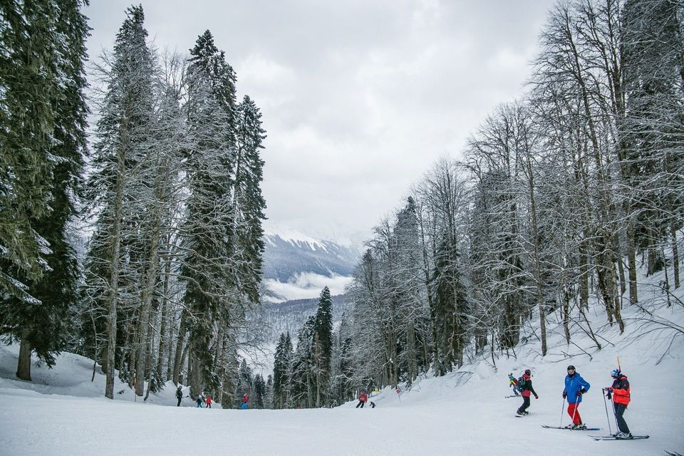 Un viaggio di gruppo WeRoad scia e fa snowboard lungo un'ampia pista fiancheggiata da alti alberi innevati, sotto un cielo nuvoloso.