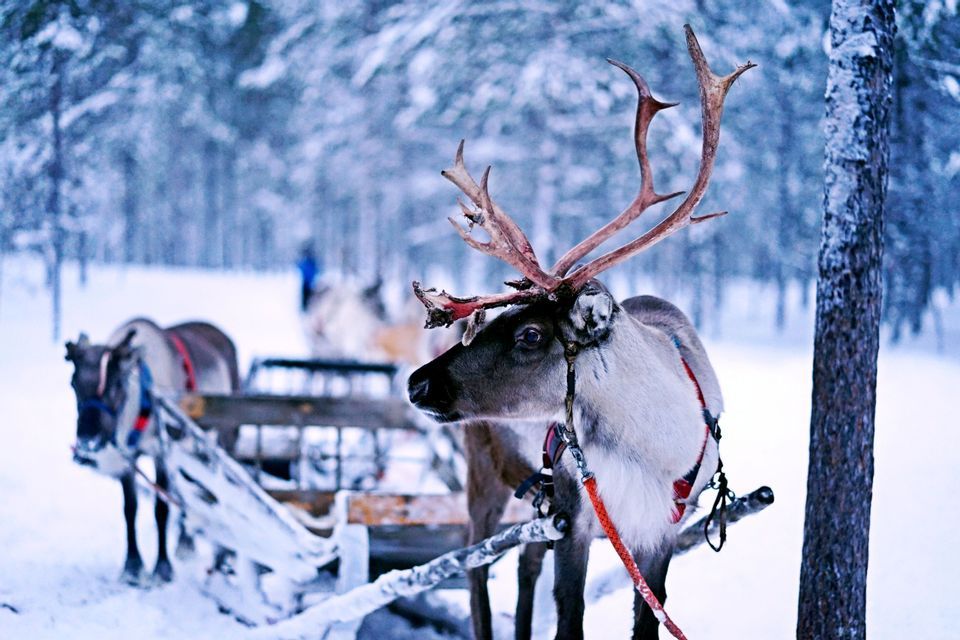 Un reno con grandes cuernos está enganchado a un trineo en un bosque nevado, con otros trineos al fondo.