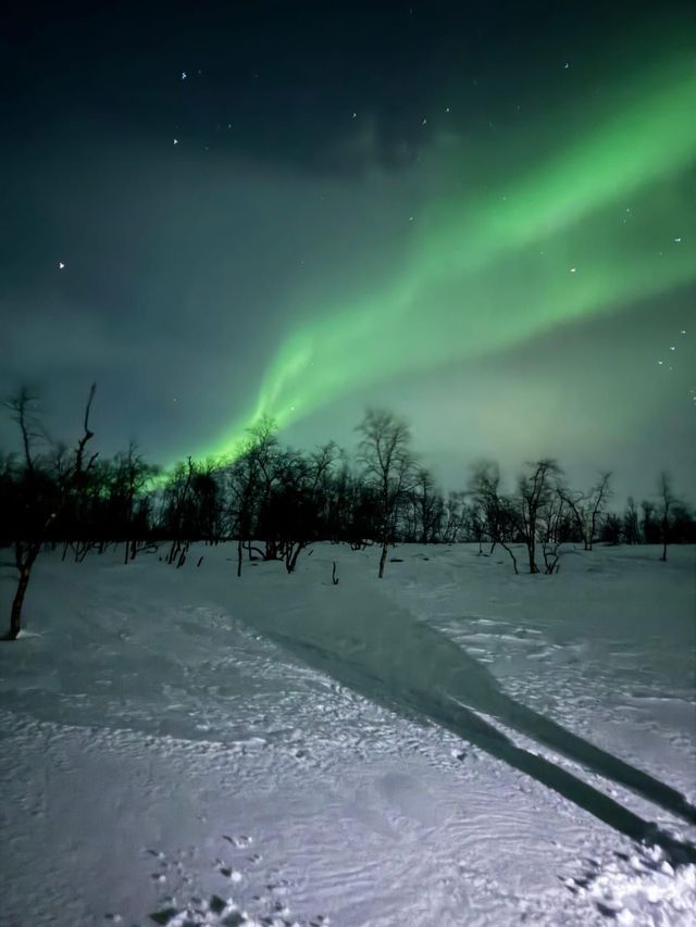 La aurora boreal verde brilla en el cielo nocturno sobre un paisaje nevado con árboles desnudos y sombras largas en el suelo.