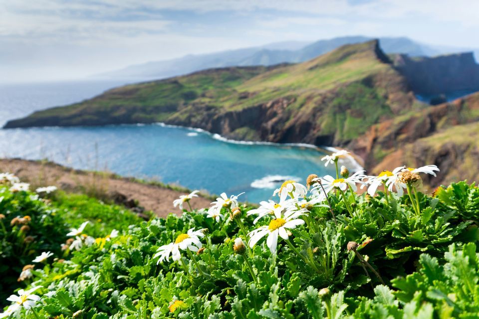 Margaritas blancas en una ladera verde con vistas a una península rocosa y una bahía de océano azul bajo un cielo parcialmente nublado.