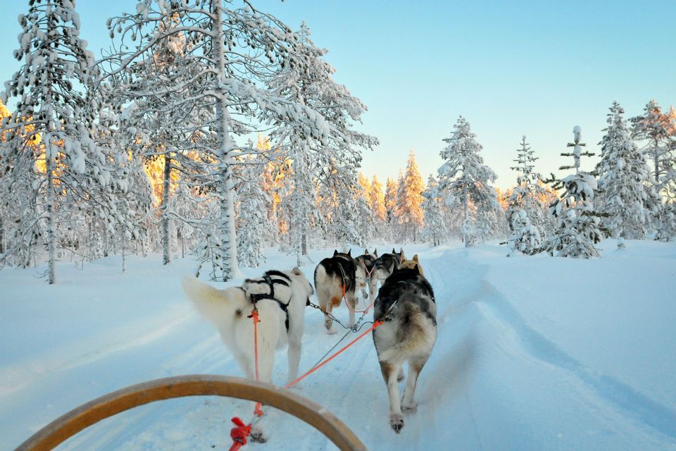 Una muta di cani husky trascina una slitta lungo un sentiero innevato nel bosco, fiancheggiato da pini, sotto un cielo limpido.