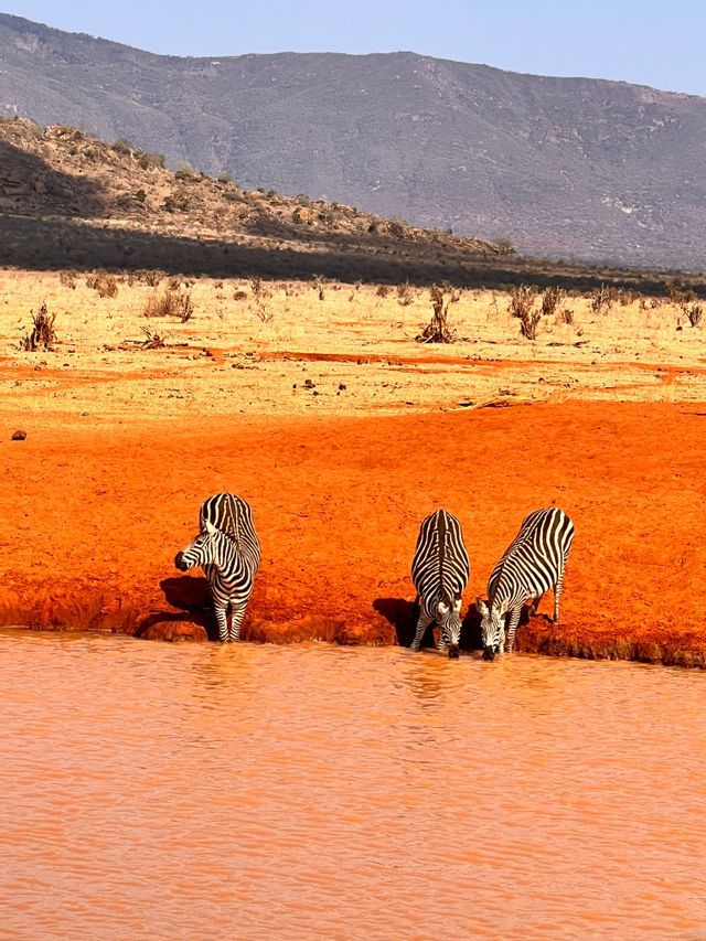 Tre zebre si abbeverano in una pozza d'acqua dalle tonalità arancioni, su un terreno arancione brillante in una savana.
