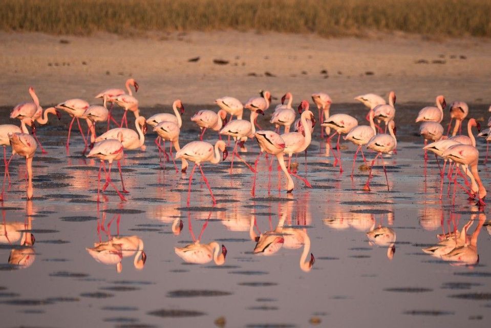 Uno stormo di fenicotteri rosa guada in acque basse al tramonto, con i loro corpi e le zampe rosse che si riflettono sulla superficie.