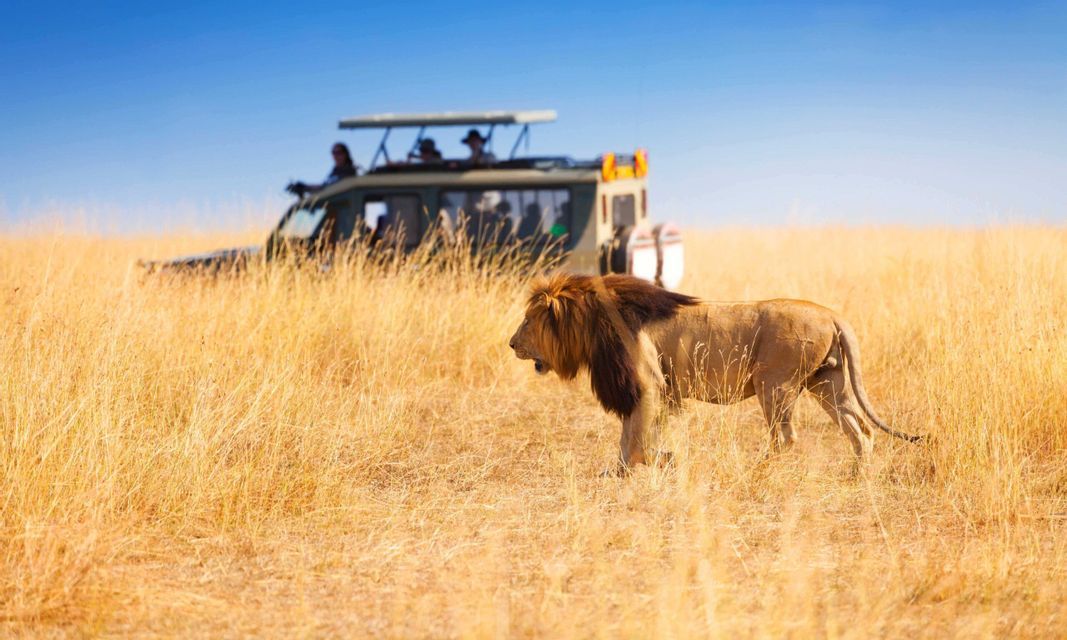 Un leone maschio con una criniera scura cammina nell'erba alta e dorata, con una jeep da safari che trasporta un viaggio di gruppo WeRoad sullo sfondo.