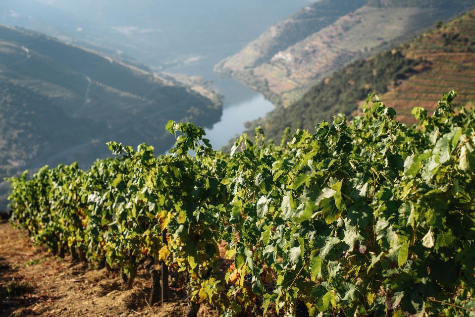 Une rangée de vignes sur une colline en terrasses surplombant une large rivière serpentant dans une vallée.