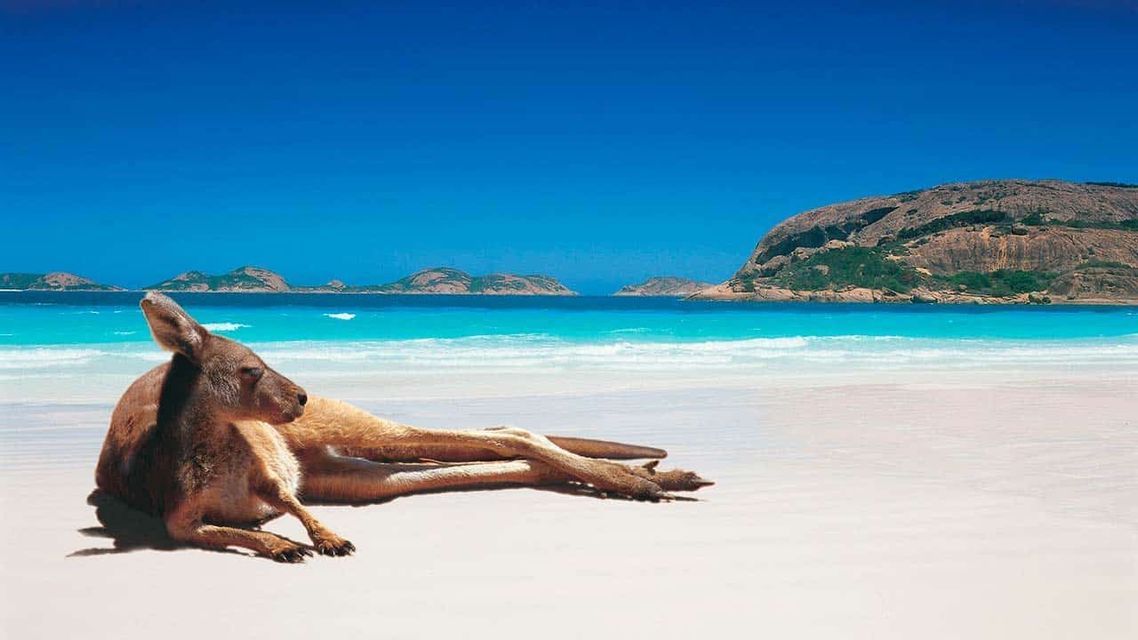 Un canguro recostado en una playa de arena blanca, frente a un océano turquesa bajo un cielo azul despejado.