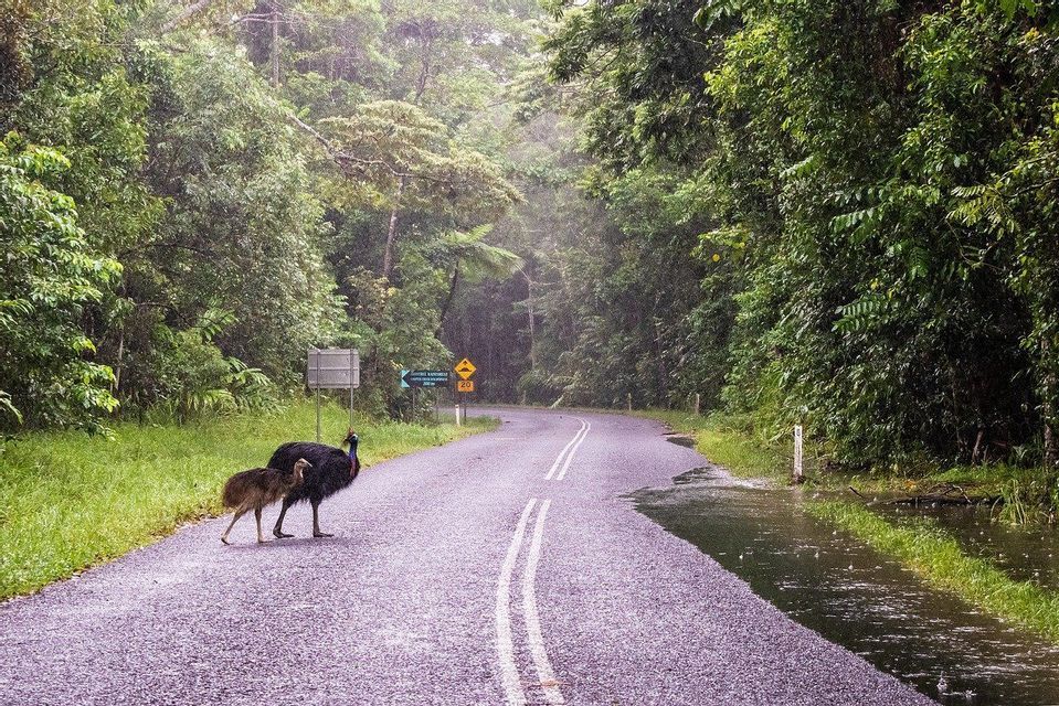 Un casuario adulto y su cría están en una carretera mojada y pavimentada que atraviesa una selva tropical exuberante y verde durante un aguacero.