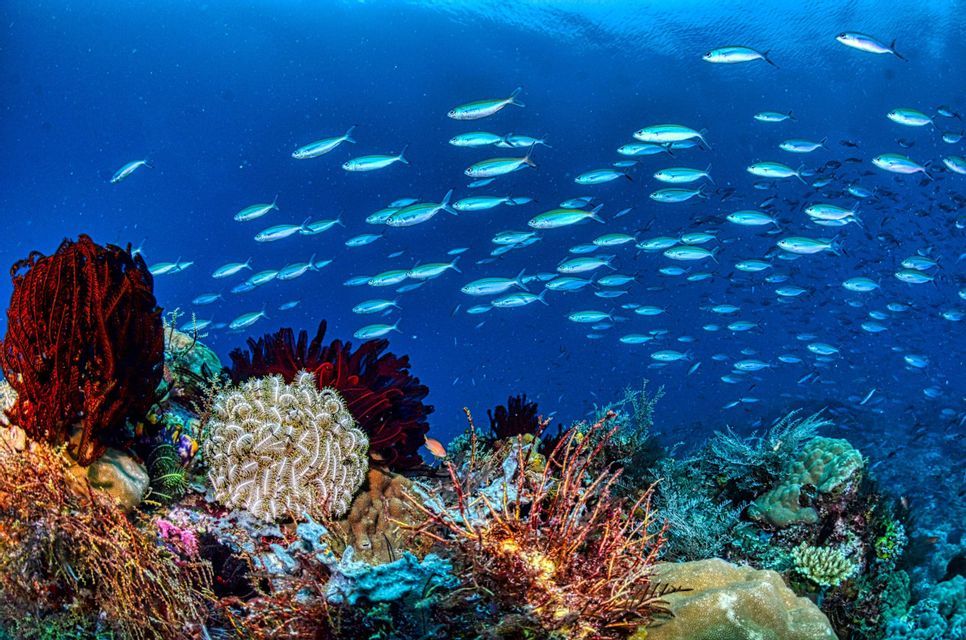Un gran banco de peces nadando sobre un arrecife de coral colorido en el lecho marino, con la superficie del agua visible arriba.