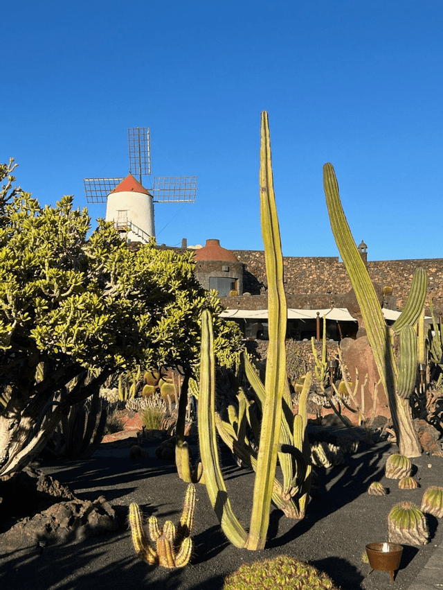 Una varietà di cactus alti e piante del deserto cresce in un giardino con un mulino a vento bianco sullo sfondo, sotto un cielo azzurro limpido.