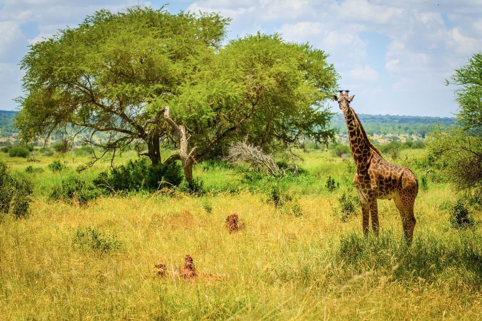 A tall giraffe stands in a grassy savanna landscape with large acacia trees under a partly cloudy sky.