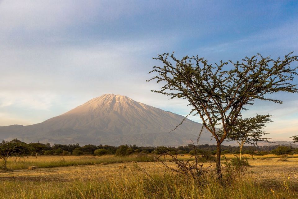 Une grande montagne au sommet ensoleillé se dresse au loin, derrière une savane herbeuse et un acacia au premier plan.