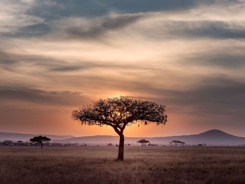 Un solitario albero di acacia si staglia contro il sole al tramonto in una vasta savana, con montagne lontane all'orizzonte sotto un cielo nuvoloso.