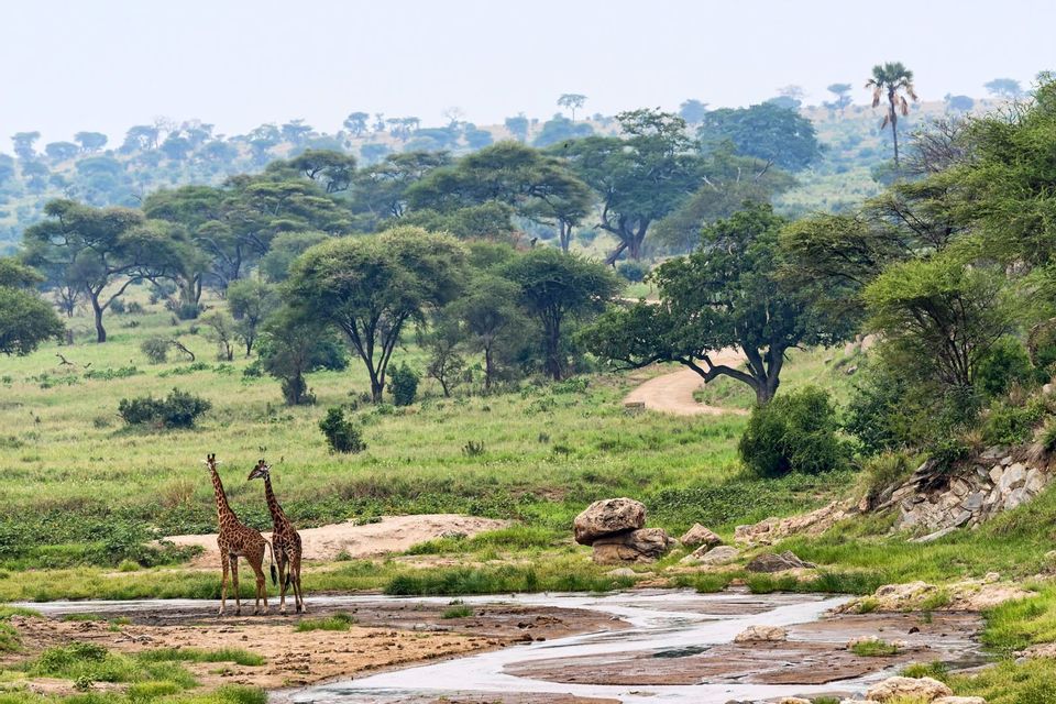 Deux girafes se tiennent au bord d'une rivière peu profonde dans un paysage de savane verte avec de nombreux arbres et des collines ondulantes en arrière-plan.
