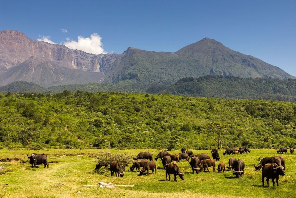 A herd of African buffalo grazing in a lush green meadow with a forest and large mountains in the background.