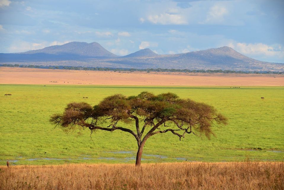 A lone acacia tree stands in a vast green savanna with rolling mountains on the horizon under a cloudy sky.