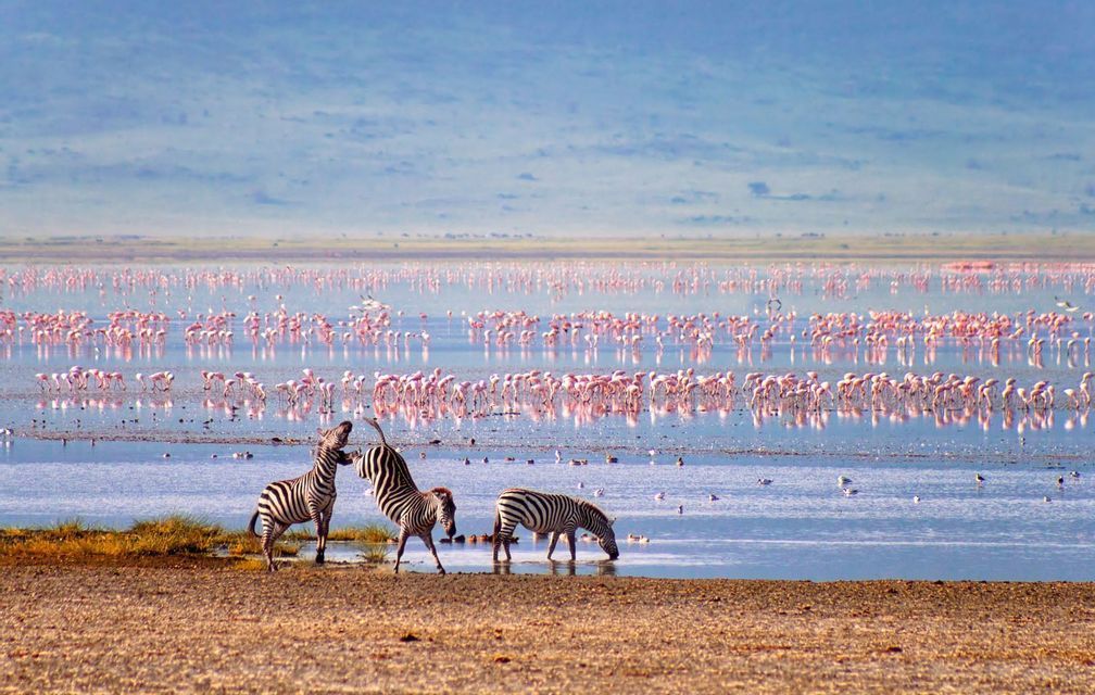 tanzania zebra safari lake