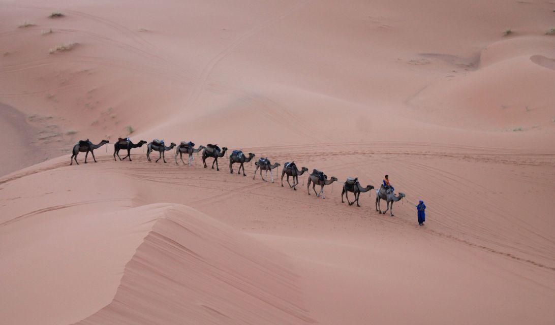 Un viaje en grupo de WeRoad cruza vastas dunas de arena del desierto en caravana de camellos, avanzando en fila india.