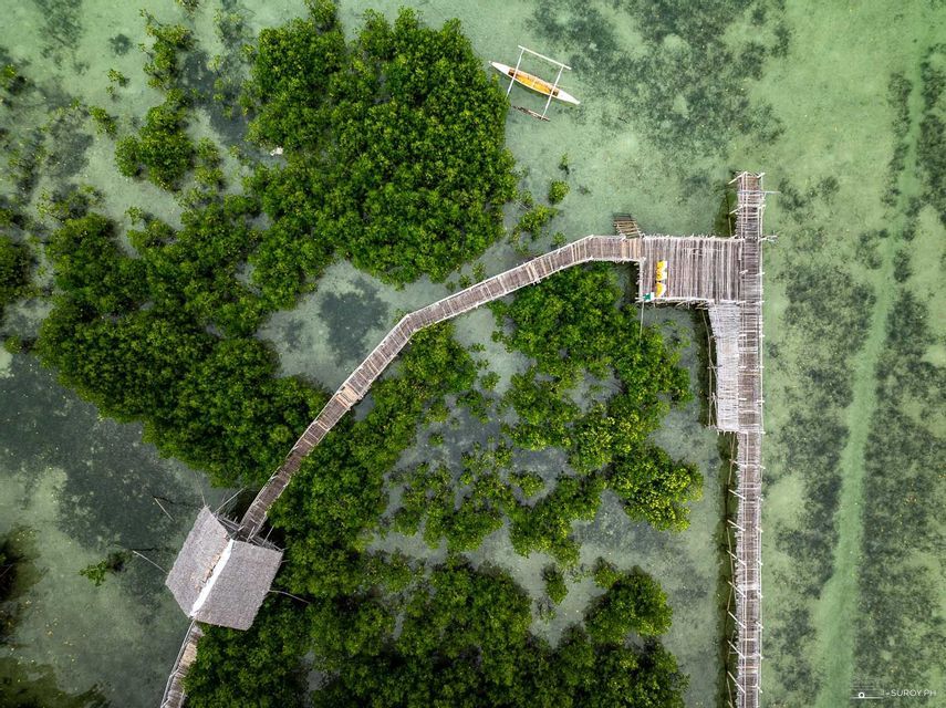 Vista aérea cenital de una pasarela de madera serpenteando a través de un bosque de manglares en aguas claras y poco profundas, con una canoa amarilla cerca.