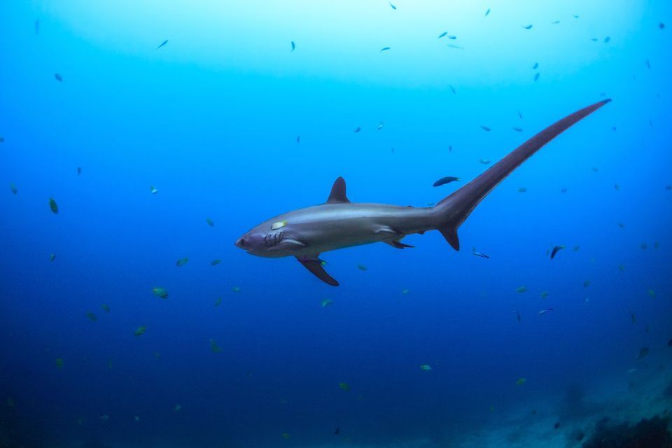 Un tiburón zorro con una aleta caudal larga nada en agua azul profunda, rodeado de peces más pequeños.