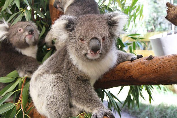 Un koala mira a la cámara aferrado a la rama de un árbol, con otros dos koalas entre las hojas al fondo.