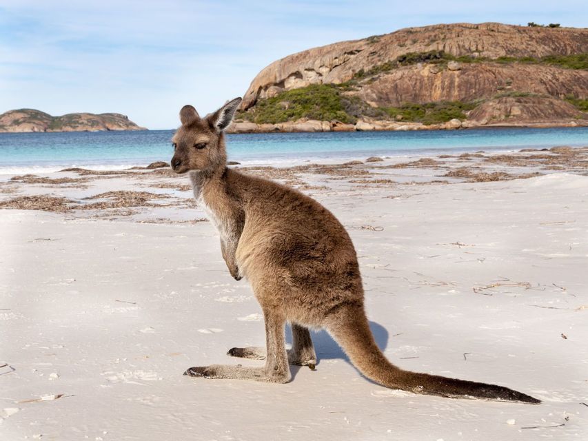 A kangaroo stands on a white sand beach with turquoise water and rocky hills in the background.