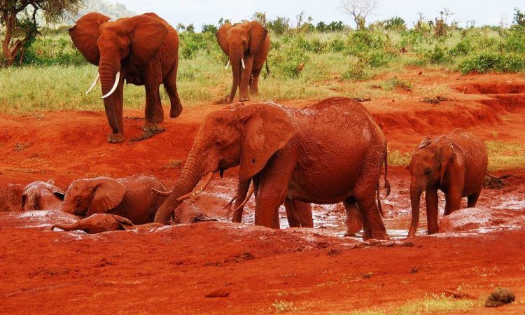 Una manada de elefantes y sus crías, cubiertos de barro rojo, se bañan y juegan en un abrevadero en la sabana