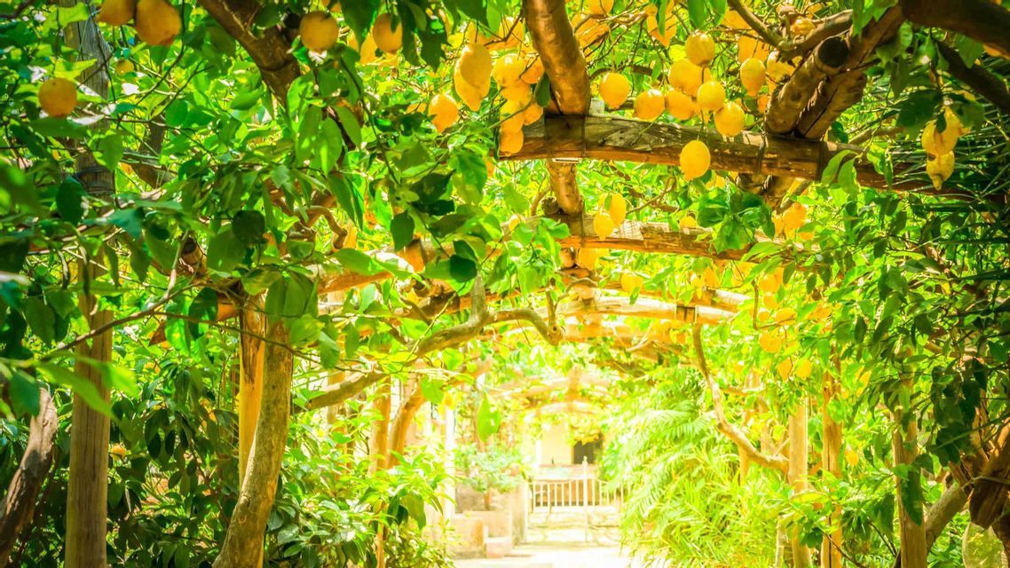 Un sentiero soleggiato passa sotto un pergolato in legno coperto da rigogliosi alberi di limoni con frutti gialli maturi.