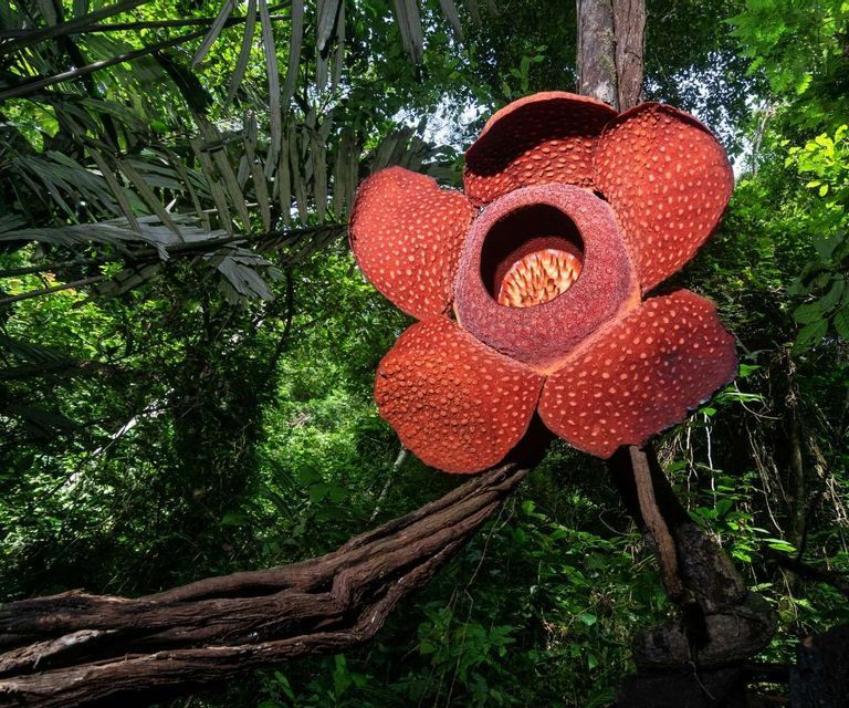 Una flor grande, roja, de cinco pétalos con manchas crece en una enredadera gruesa en una densa selva verde.