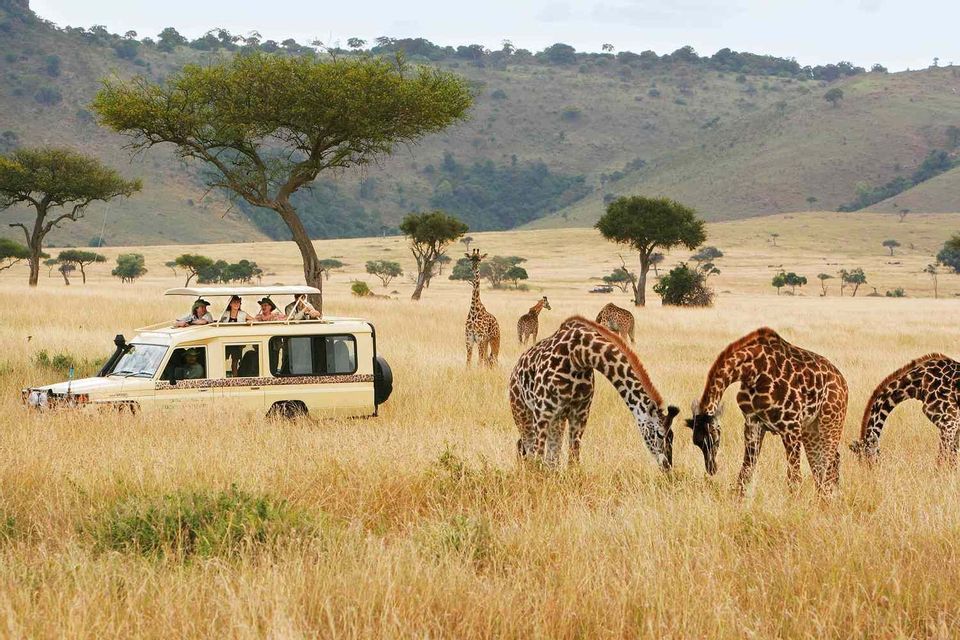 Un viaje en grupo de WeRoad en un safari observa una manada de jirafas pastando en una sabana alta y herbosa.