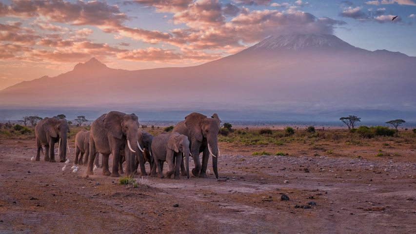 Una manada de elefantes camina por una sabana africana con una gran montaña nevada al fondo al anochecer.