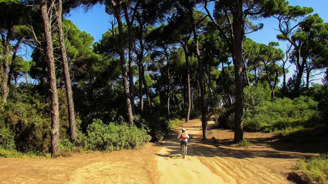 Una persona in bicicletta percorre un sentiero sterrato attraverso una fitta pineta in una giornata di sole.