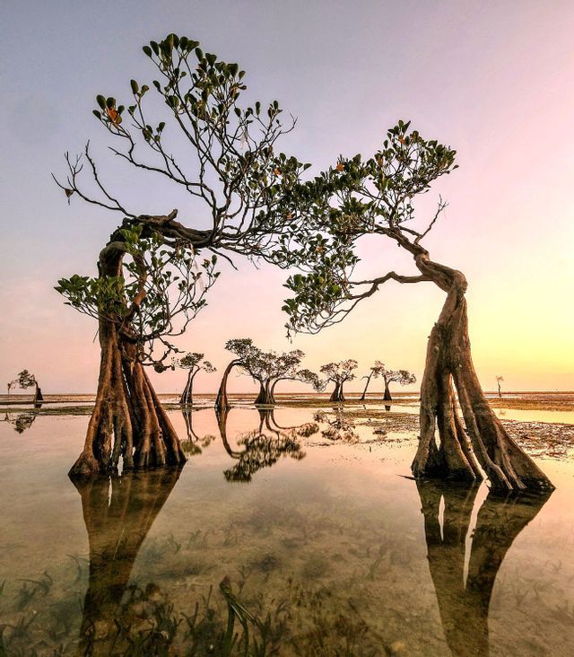 Due mangrovie con radici esposte si inarcano sopra un'acqua bassa e riflettente durante un tramonto rosa e giallo.