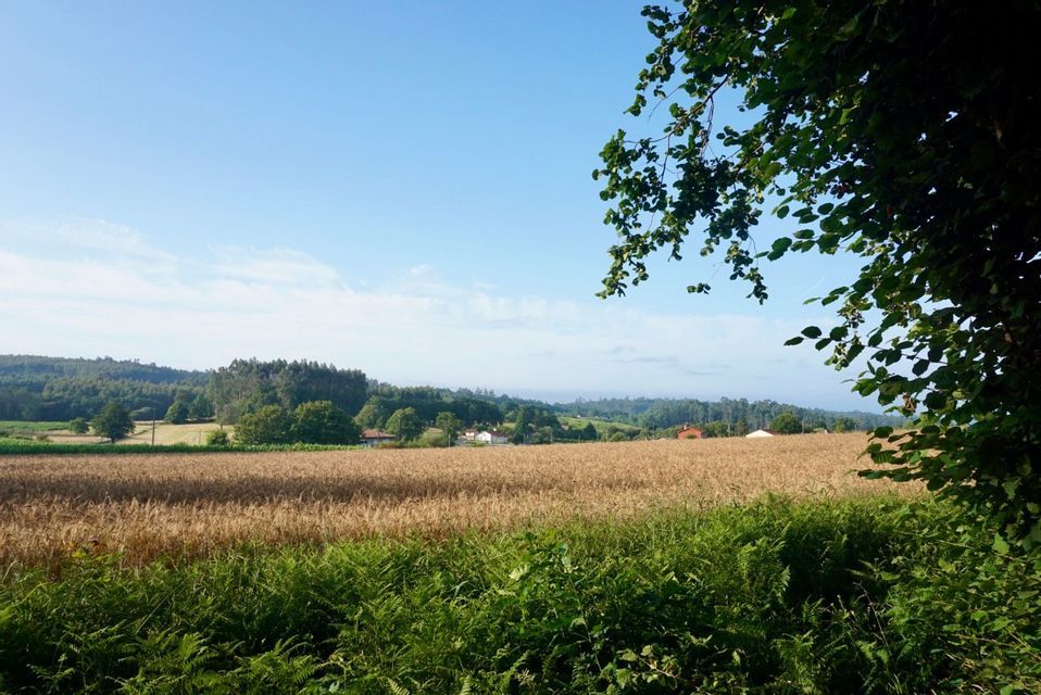Una vista attraverso un campo di grano dorato verso dolci colline verdi, con felci rigogliose in primo piano sotto un cielo azzurro chiaro.