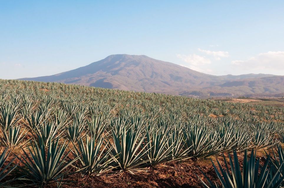Rows of blue agave plants grow on a hillside with a large mountain in the background under a clear sky.