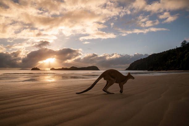 Un canguro salta por una playa de arena al amanecer, con los rayos del sol visibles a través de las nubes sobre el océano.