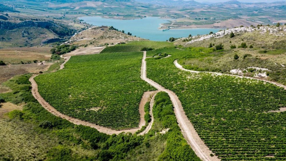 Veduta aerea di un vasto vigneto verde che si estende su dolci colline, con una strada sterrata e un grande lago sullo sfondo.