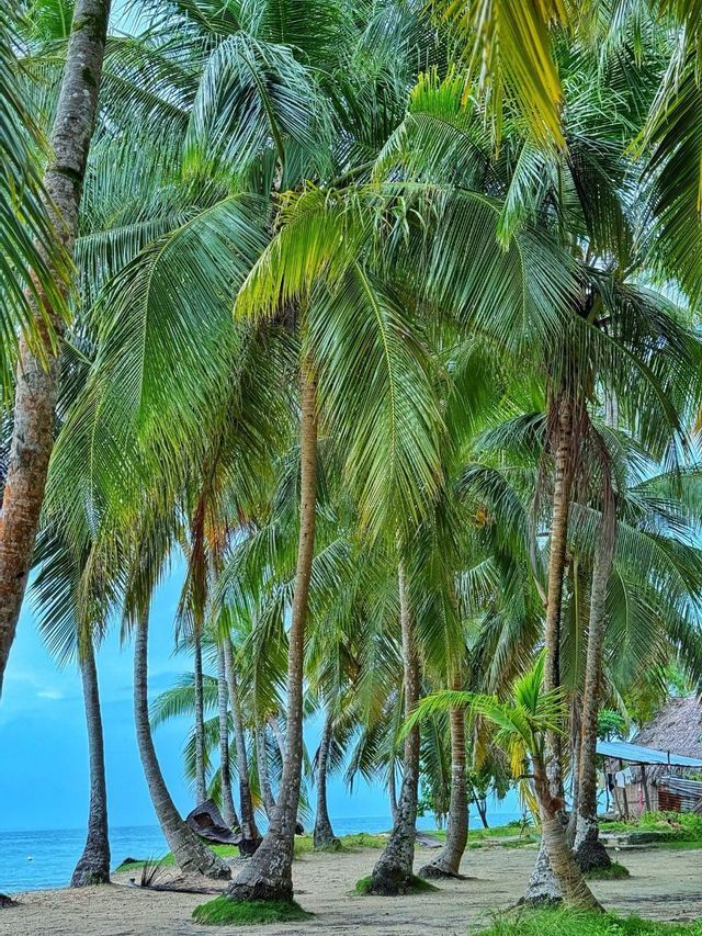 Un fitto boschetto di alte palme con fronde verde brillante si erge su una spiaggia sabbiosa accanto a un oceano blu calmo.