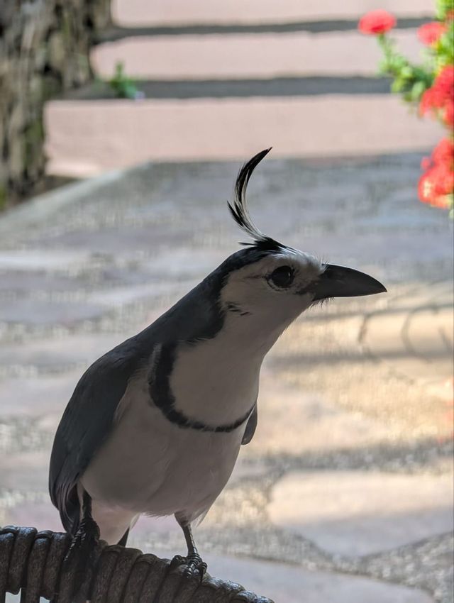 Un uccello bianco e grigio con una distintiva cresta ricurva di piume sulla testa, appollaiato su una superficie intrecciata all'aperto.